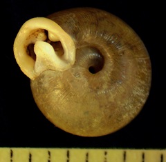 Daedalochila dorfeuilliana