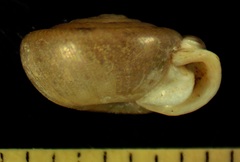 Daedalochila dorfeuilliana
