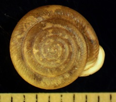 Daedalochila dorfeuilliana
