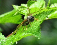 Trichiosoma triangulum