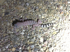Coleonyx switaki