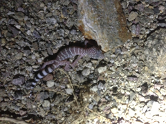 Coleonyx switaki