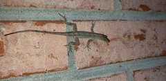 Anolis sagrei