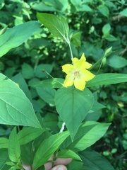 Lysimachia ciliata