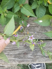 Solanum dulcamara
