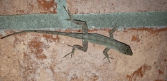Anolis sagrei