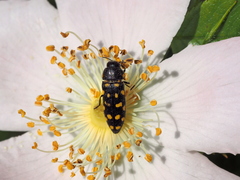 Acmaeodera octodecimguttata