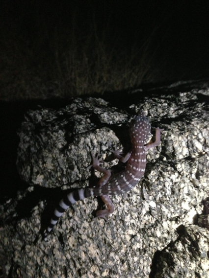 Switak's Banded Gecko