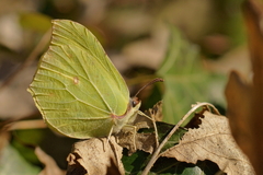 Gonepteryx rhamni