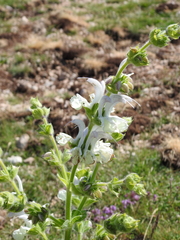Salvia argentea