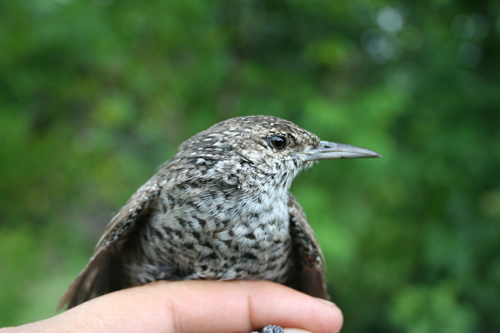 Rock Wren