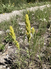 Castilleja flava flava
