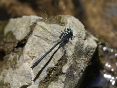 Stenogomphurus rogersi