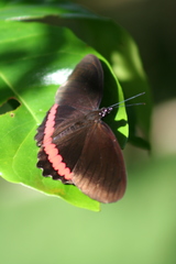 Biblis