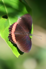 Biblis