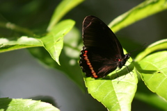 Biblis