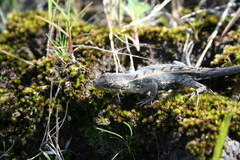 Sceloporus squamosus