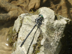 Stenogomphurus rogersi