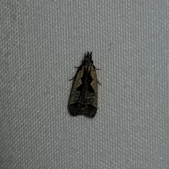 Dichomeris bilobella