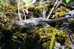 Sceloporus squamosus