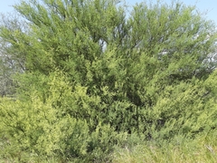 Parkinsonia texana macra