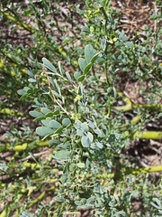 Parkinsonia texana macra