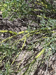 Parkinsonia texana macra