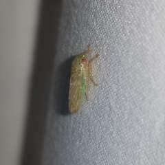 Polana quadrinotata