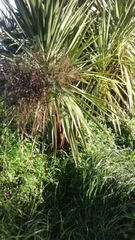 Cordyline australis