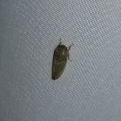 Polana quadrinotata
