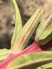 Oenothera elata hirsutissima