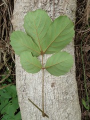 Leptoderris brachyptera