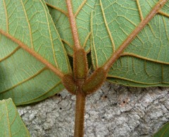 Leptoderris brachyptera
