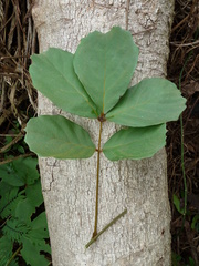 Leptoderris brachyptera