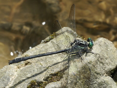 Stenogomphurus rogersi