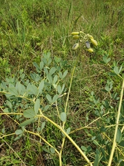 Baptisia nuttalliana