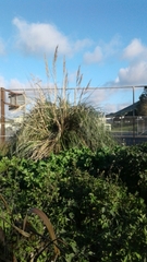 Cortaderia selloana
