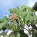 Cecropia latiloba - Photo (c) Nelson Wisnik, some rights reserved (CC BY-NC), uploaded by Nelson Wisnik