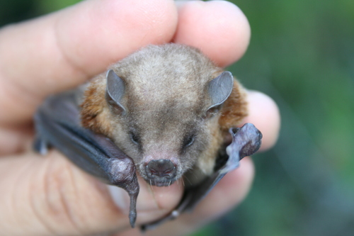 Northern Yellow-shouldered Bat (Sturnira parvidens)