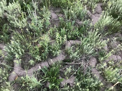 Thomomys talpoides