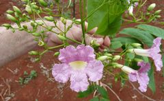 Stereospermum acuminatissimum