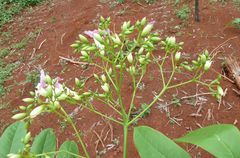Stereospermum acuminatissimum