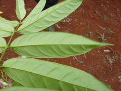 Stereospermum acuminatissimum