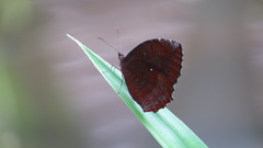 Elymnias hypermnestra beatrice
