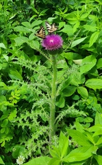 Cirsium drummondii