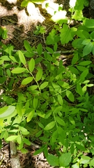 Vaccinium shastense nevadense