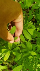 Vaccinium shastense nevadense