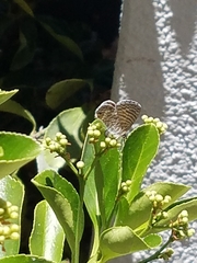 Leptotes marina