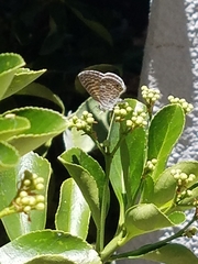 Leptotes marina