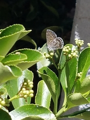 Leptotes marina